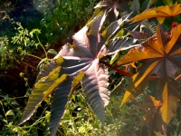 Moresca Plant